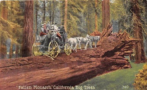 Big Tree, California Carte Poștală