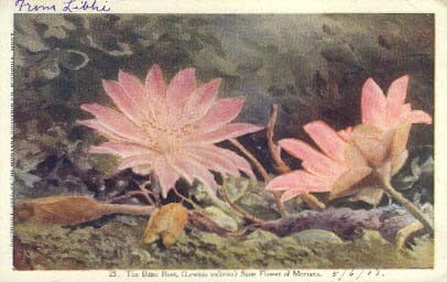 Floare de stat, carte poștală din Montana